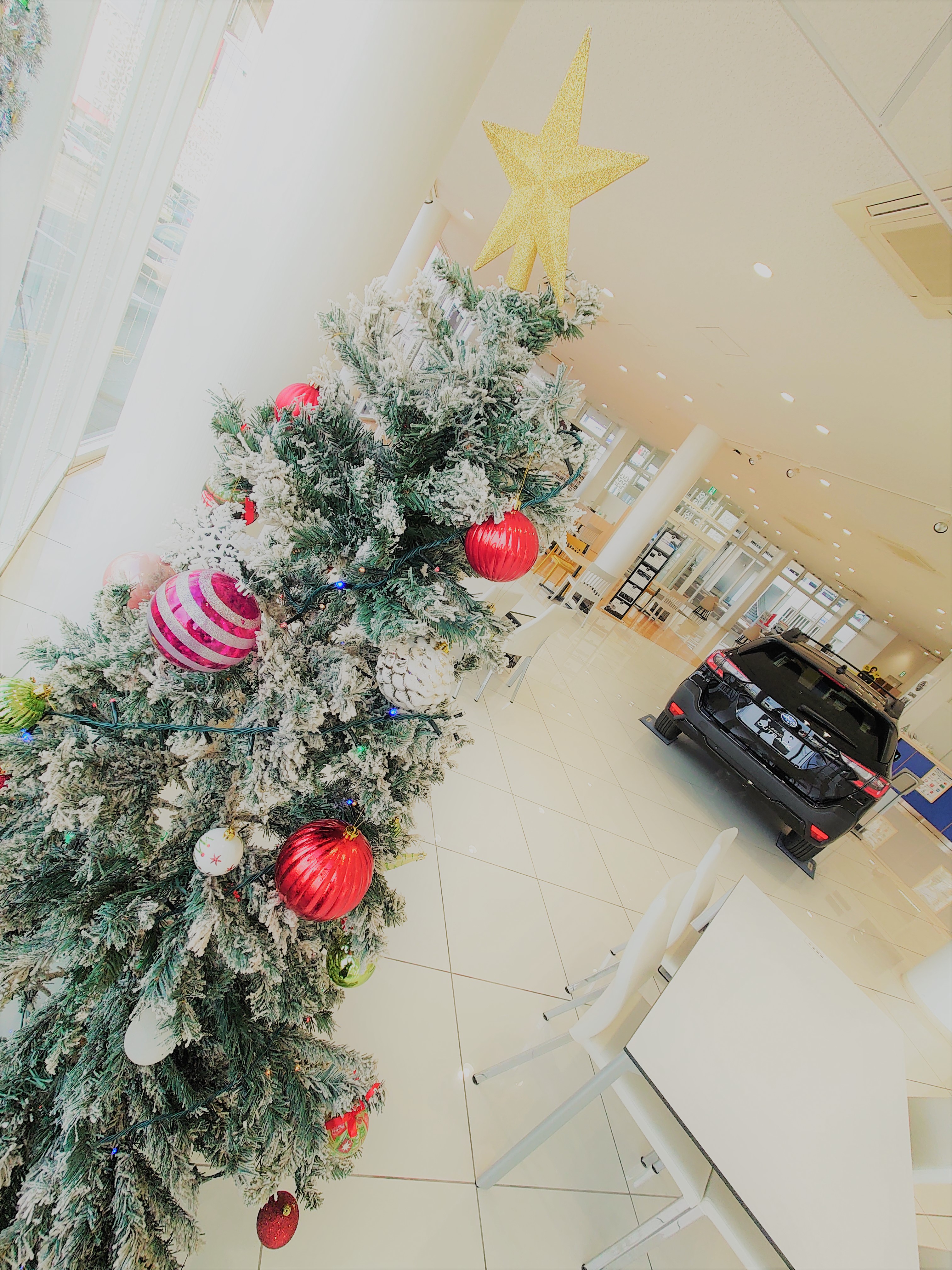 クリスマスツリー アウトバック